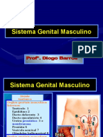 Anatomia Do Aparelho Reprodutor Feminino e Masculino