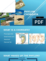 Phylum Chordata