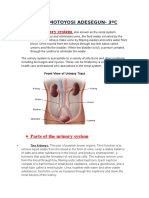 The Urinary System