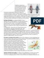 Sistema Cirulatorio de Animales