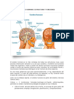 Cerebro Humano