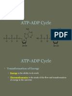 4.1 ATP-ADP Cycle