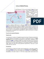 Ciclo Menstrual