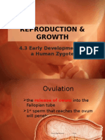 Early Development of A Human Zygote