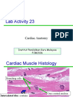 Lab Activity 23: Cardiac Anatomy