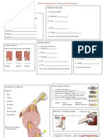 Muscular System Tour Activity Form