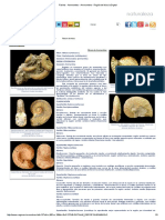 Fósiles - Ammonites - Ammonitina - Región de Murcia Digital PDF