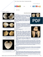 Fósiles - Bivalvos - Bivalvos3 PDF