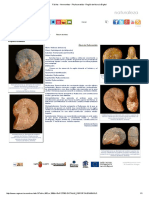 Fósiles - Ammonites - Phylloceratida - Región de Murcia Digital PDF