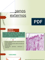 Órganos Externos Labios y Clitoris