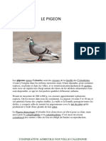 Le Pigeon