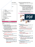 Anatomy of The Male Reproductive System