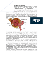 El Proceso de Formación de La Orina Anatomia