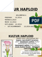 Kultur Haploid