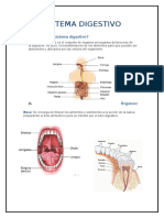 Sistema Digestivo