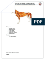 Anatomia Informe Diseccion