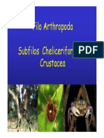 Aula - Chelicerata e Crustacea