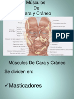 Musculos de Cara y Craneo