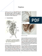 Daphnia 22222