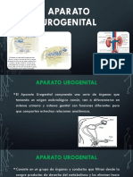 Aparato Urogenital