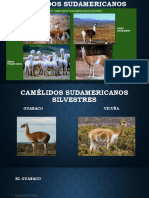 Camélidos Sudamericanos