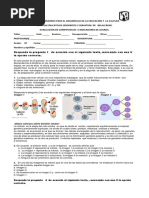 Evaluación Sumativa Octavo