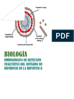 Inmunocromatografia de Hepatitis B