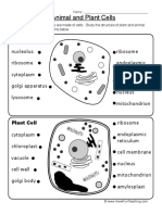 Animal Plant Cells Worksheet PDF