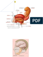 Patología Salival