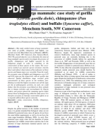 Status of Large Mammals: Case Study of Gorilla (Gorilla Gorilla Diehi), Chimpanzee (Pan Troglodytes Ellioti) and Buffalo (Syncerus Caffer), Menchum South, NW Cameroon