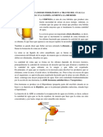 Cuál Es El Mecanismo Fisiológico A Traves Del Cual La Cerveza y La Sandía Aumenta La Diuresis