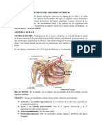 Arterias Del Miembro Superior