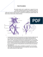 Fetal Circulation