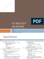 A2 Level Biology Coordination and Control - Animals - Neurones