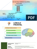 Lóbulo Frontal