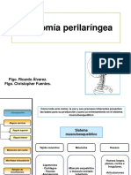 Anatomía Perilaríngea Tarde