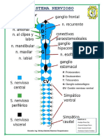 Sistema Nervioso Insecto