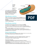 Estructura de La Mitocondria