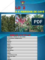 Variedades e Híbridos Del Café