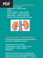 Sistemul Urinar