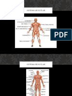 Sistema Muscular