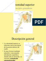 Extremidad Superior: Conceptos Generales