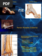 Anatomia Grupo Atlas Clase 5 Pie