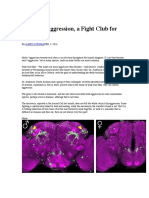 To Study Aggression, A Fight Club For Flies: Science
