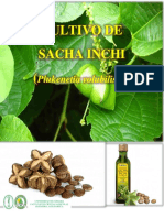 Shacha Inchi (Plukenetia Volubilis) Seminario