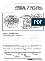 Célula Animal y Vegetal PDF