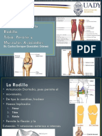 Articulación de La Rodilla