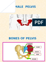 Female Pelvis