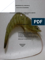 EVALUACIÓN SENSORIAL DE LA FRESCURA EN CAMARÓN (Farfantepenaeus Paulensis)