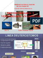 Clase 1. Prot. y Vert, Anam. - Unmsm - Hemichordata. 2017-I